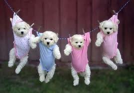 Dogs1.jpg