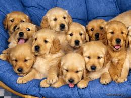 Dogs.jpg