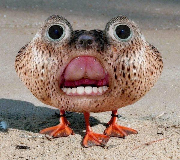 Frog3.jpeg