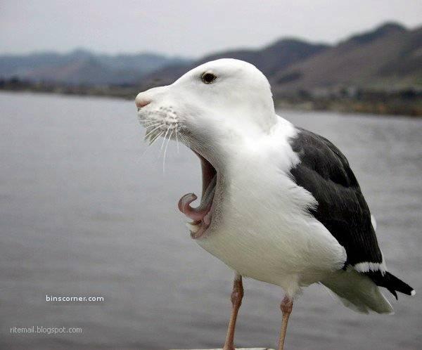 bird-cat8.jpeg