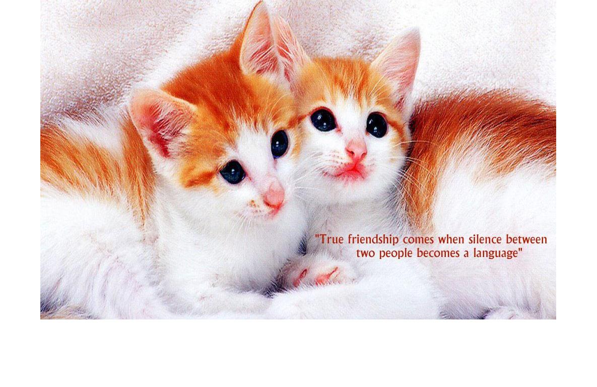 friends.jpg