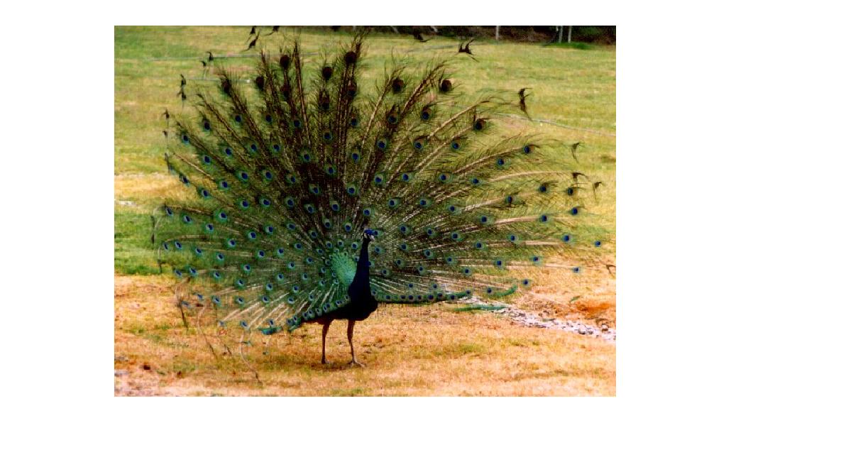 peacock.JPG