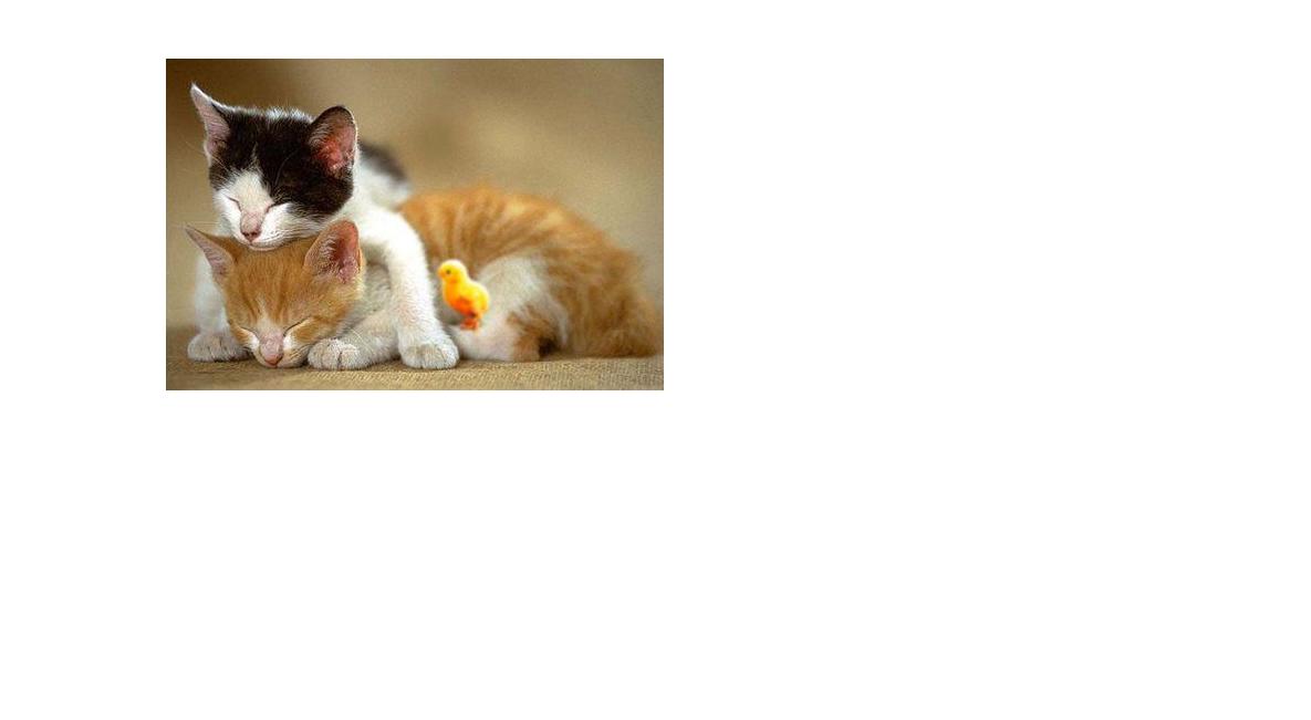 love_cat.jpg