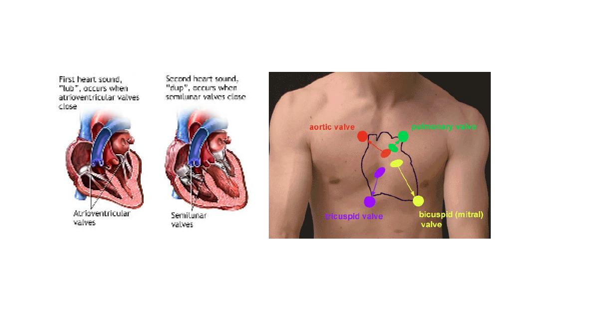 heart.JPG