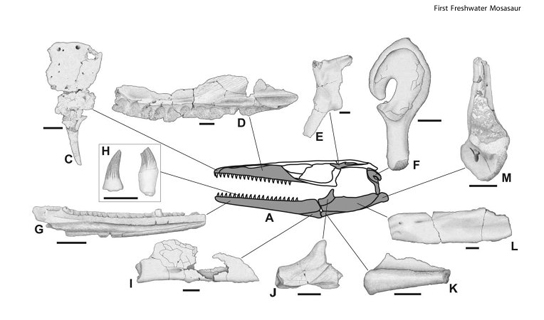 pannoniasaurus-inexpectatus-mosasaur-bones.jpg