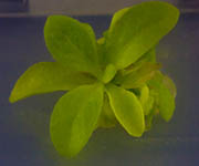 plant_3.jpg