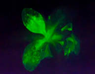 plant_5.jpg