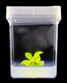 plant_4.jpg