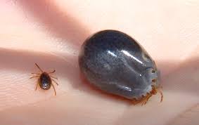 ticks.jpeg