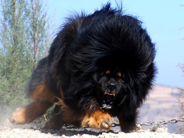 Ferocity.jpg