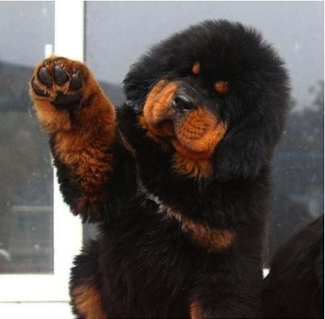 paw1.jpg