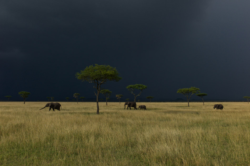 elephants-storm