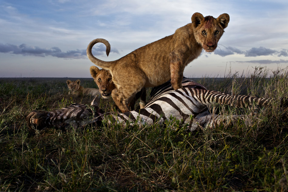 cub-on-zebra-kill