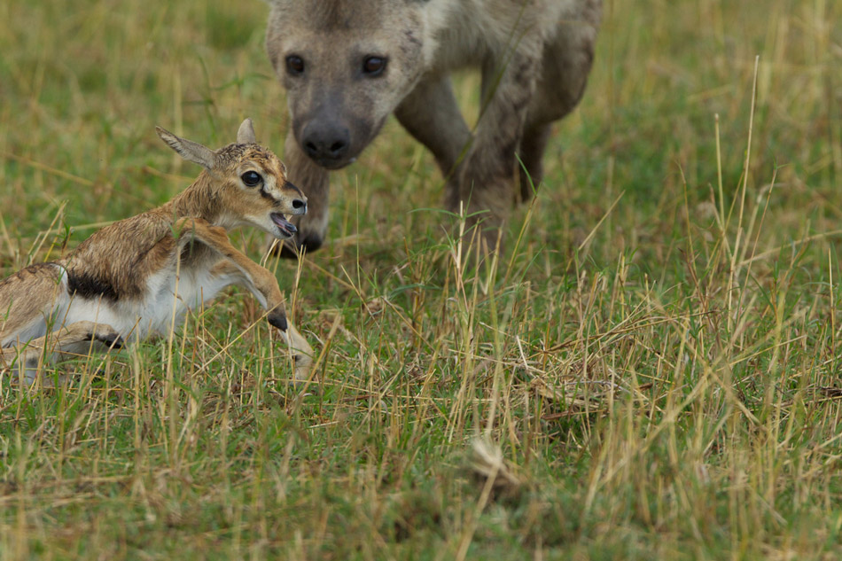 hyena-chases-baby-gazelle